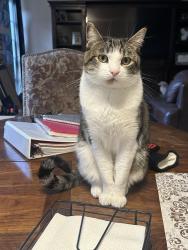 Lost Male Cat last seen Gambrel Gate and Shemiran, La Verne, CA 91750