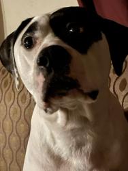 Reunited Female Dog last seen West Tulsa, ok, Tulsa, OK 74107