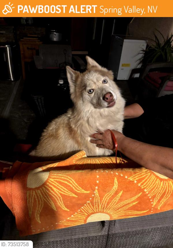 Found/Stray Male Dog last seen Spring valley south, Spring Valley, NV 89147