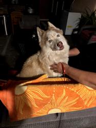 Found/Stray Male Dog last seen Spring valley south, Spring Valley, NV 89147