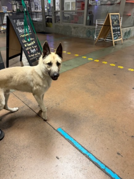 Shelter Stray Male Dog last seen , 14409 Vanowen St, Van Nuys, CA 91405, USA
