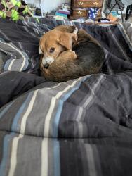 Reunited Male Dog last seen Osuna and Pennsylvania, Albuquerque, NM 87109