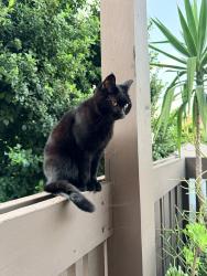 Lost Female Cat last seen Highland Ave. & Harbor Blvd., Fullerton, CA 92832
