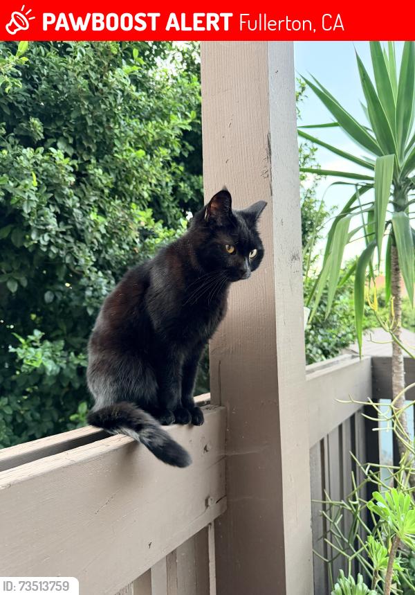 Lost Female Cat last seen Highland Ave. & Harbor Blvd., Fullerton, CA 92832