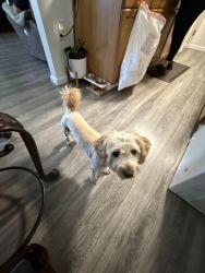 Lost Male Dog last seen Palm and Hillsdale, Sacramento, CA 95842