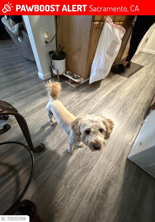 Lost Male Dog last seen Palm and Hillsdale, Sacramento, CA 95842