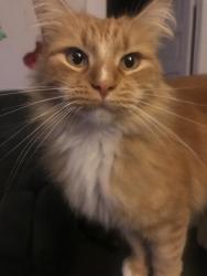 Lost Male Cat last seen 15th and broadway, Chico, CA 95928