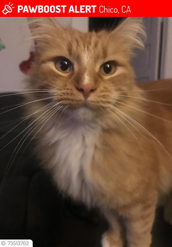 Lost Male Cat last seen 15th and broadway, Chico, CA 95928