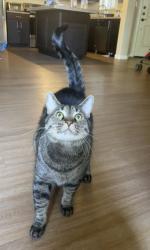 Reunited Male Cat last seen District Loft apmts, Gilbert, AZ 85233