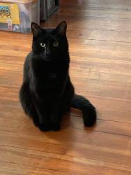 Reunited Male Cat last seen Boys & Girls Club, South Portland, ME 04101