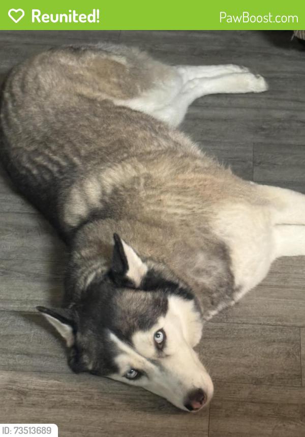 Reunited Male Dog last seen Green Valley and Horizon Ridge Parkway, Henderson, NV 89012