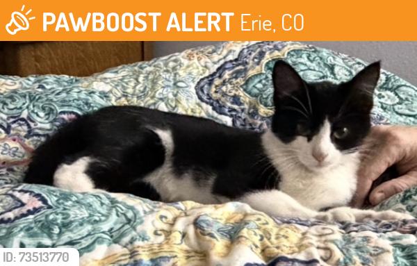 Found/Stray Unknown Cat last seen Co Rd 5, Erie, CO 80516