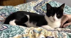 Found/Stray Unknown Cat last seen Co Rd 5, Erie, CO 80516