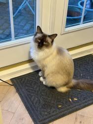 Reunited Male Cat last seen Winwick park, Warrington, Winwick, England 