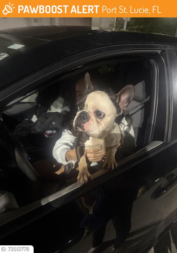 Found/Stray Female Dog last seen Newport isles, Port St. Lucie, FL 34953