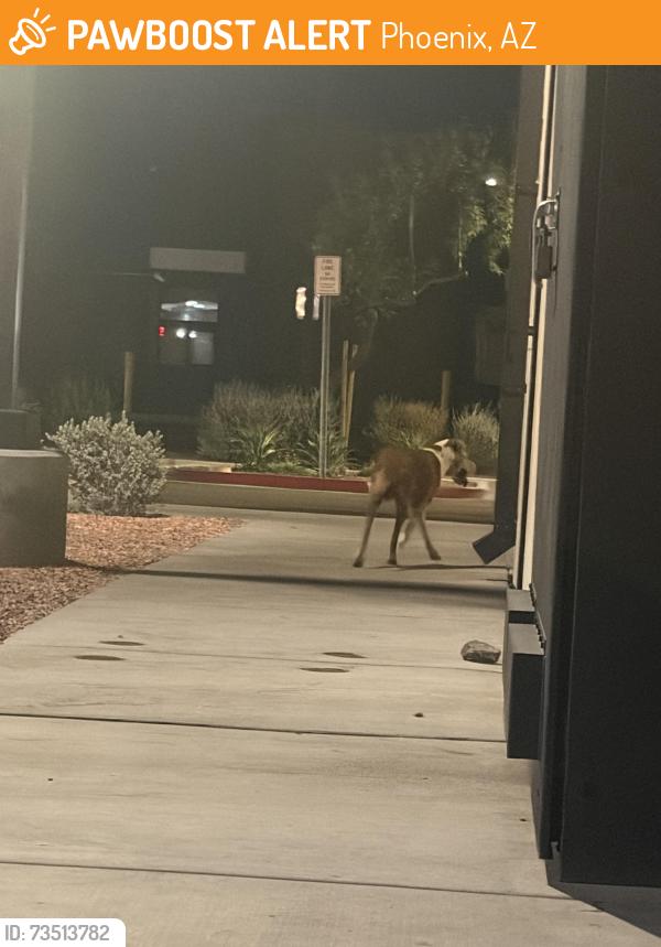 Found/Stray Male Dog last seen Near canes, Phoenix, AZ 85043