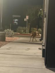 Found/Stray Male Dog last seen Near canes, Phoenix, AZ 85043