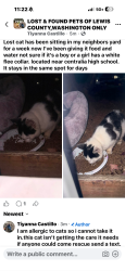 Found/Stray Unknown Cat last seen near russel rd apmts, Centralia, WA 98531