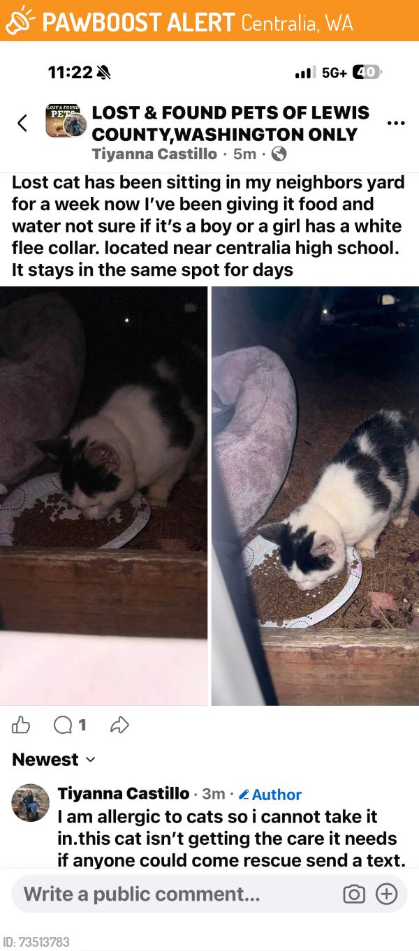 Found/Stray Unknown Cat last seen near russel rd apmts, Centralia, WA 98531