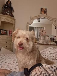 Lost Male Dog last seen 83rd ave and mcdowell by the burgerking, Phoenix, AZ 85035