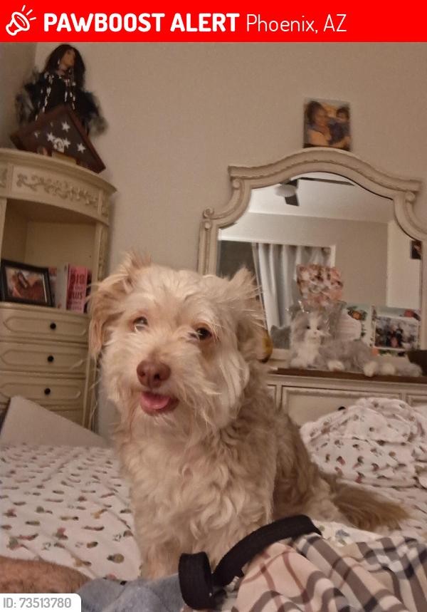 Lost Male Dog last seen 83rd ave and mcdowell by the burgerking, Phoenix, AZ 85035