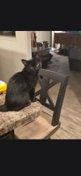 Lost Female Cat last seen 71st Ave and 20th St, Greeley, CO 80634