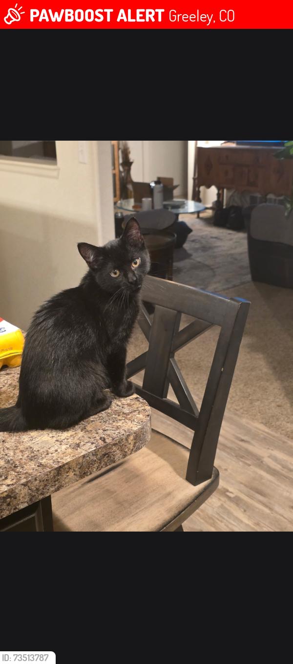 Lost Female Cat last seen 71st Ave and 20th St, Greeley, CO 80634