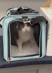 Lost Female Cat last seen Motel 6 2nd floor, Saint Paul, MN 55106
