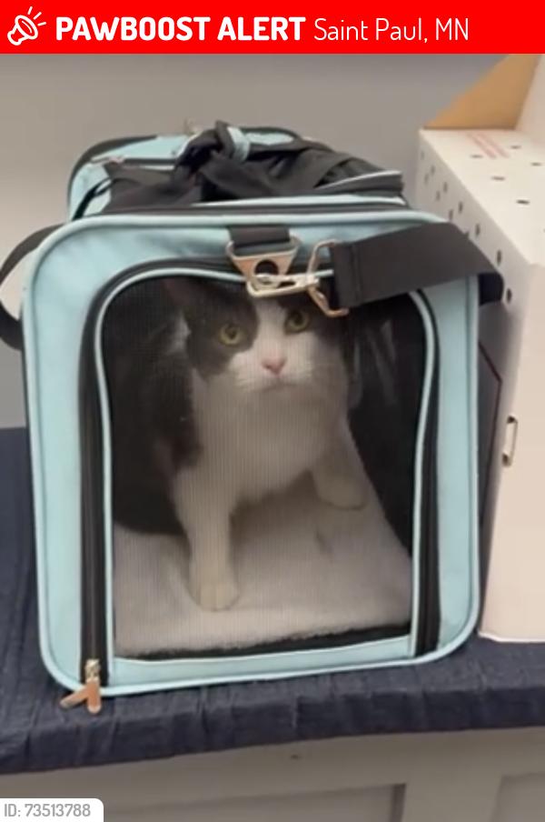 Lost Female Cat last seen Motel 6 2nd floor, Saint Paul, MN 55106