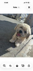 Lost Male Dog last seen Vermont 67st, Los Angeles, CA 90004