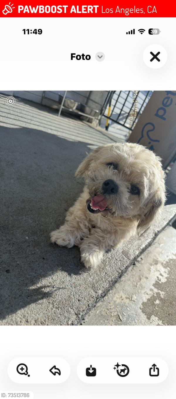 Lost Male Dog last seen Vermont 67st, Los Angeles, CA 90004