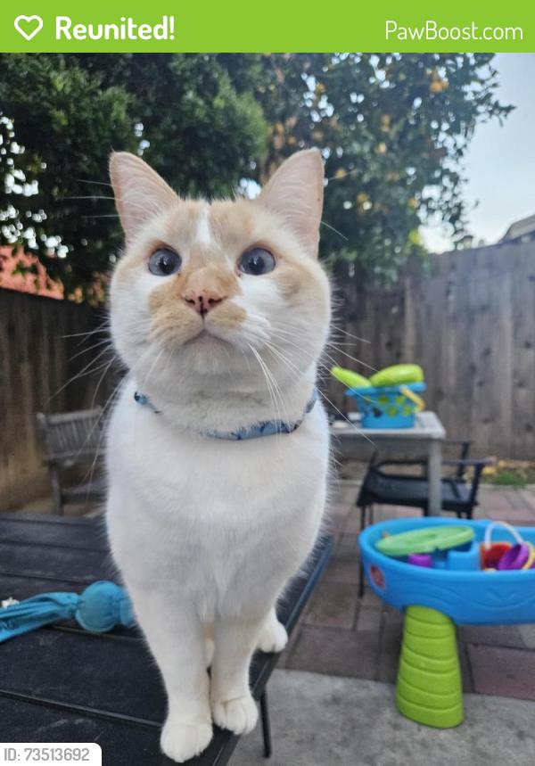 Reunited Male Cat last seen Mandarin/Sycamore, Antioch, CA 94509