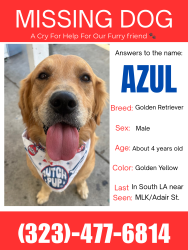Lost Male Dog last seen Martin Luther King and Adair St, Los Angeles, CA 90011