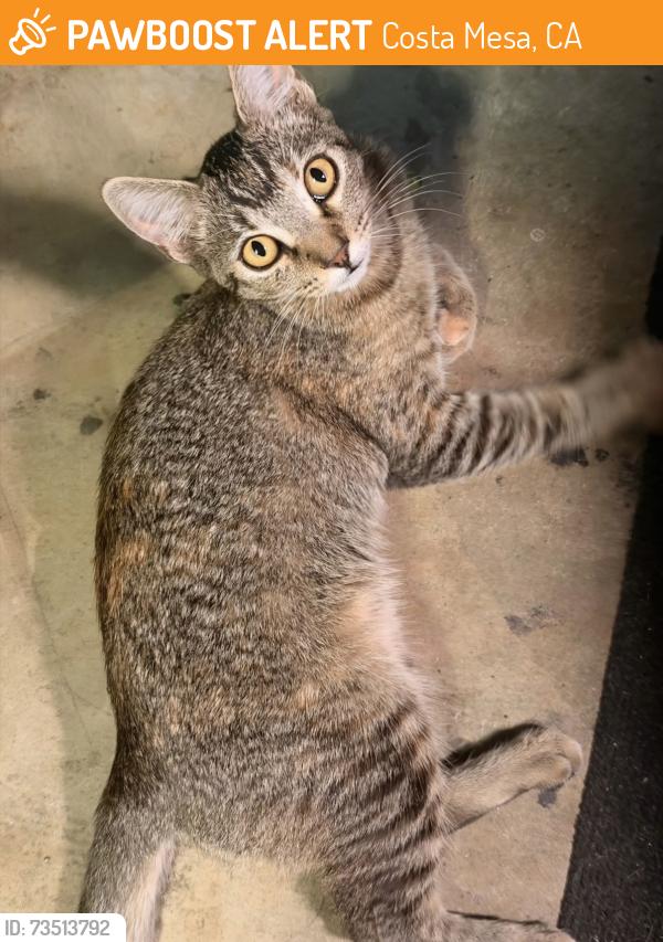 Found/Stray Female Cat last seen 20th / Continental, Costa Mesa, CA 92627
