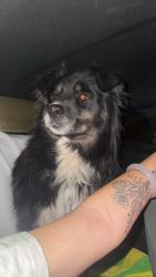 Reunited Female Dog last seen Dougherty ave, Morgan Hill, CA 95037
