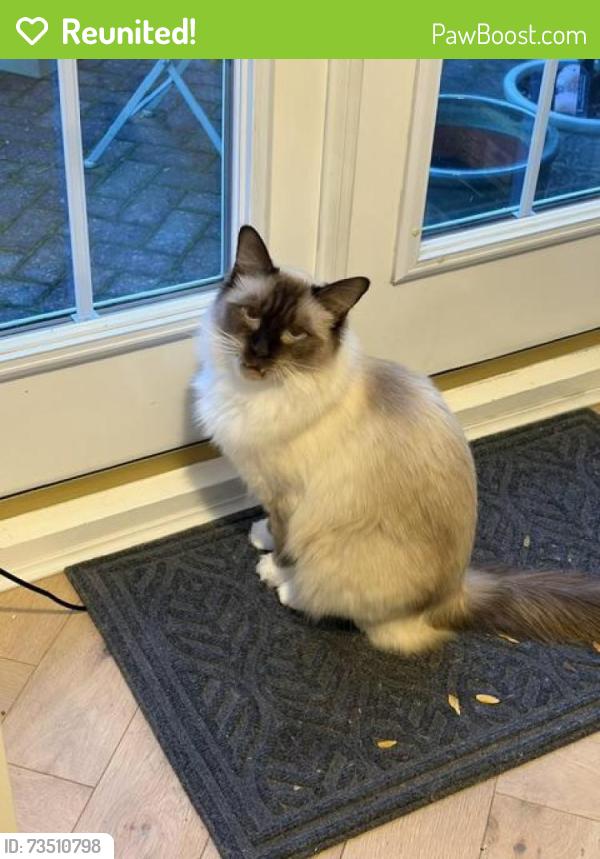 Reunited Male Cat last seen Winwick park, Warrington, Winwick, England 