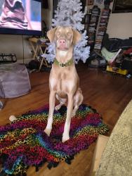 Lost Male Dog last seen Pawnee and McLean, Wichita, KS 67217