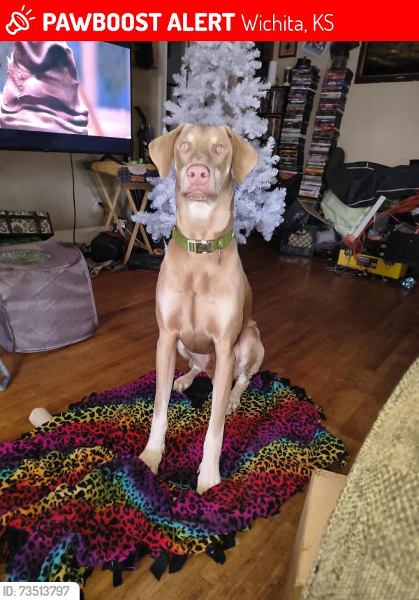 Lost Male Dog last seen Pawnee and McLean, Wichita, KS 67217