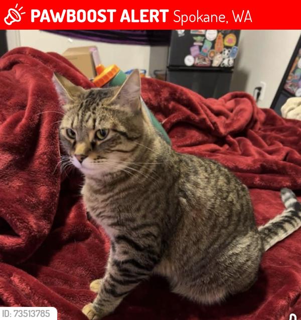 Lost Female Cat last seen 44th and Regal, Spokane, WA 99223