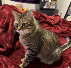 Lost Female Cat last seen 44th and Regal, Spokane, WA 99223