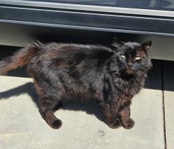 Lost Male Cat last seen Hood Ave, Santa Ana, CA 92707
