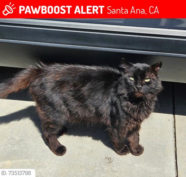 Lost Male Cat last seen Hood Ave, Santa Ana, CA 92707