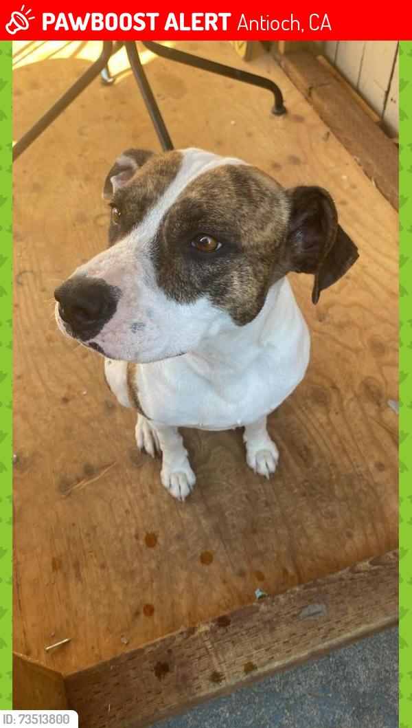 Lost Male Dog last seen Near Russell DR, Antioch, CA 94509
