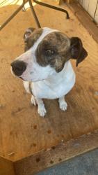 Lost Male Dog last seen Near Russell DR, Antioch, CA 94509