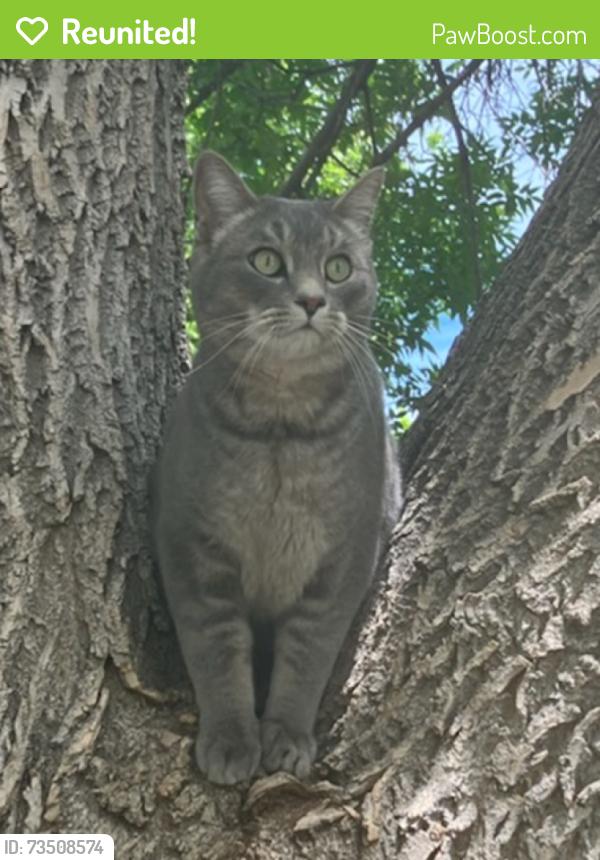 Reunited Male Cat last seen E 22nd Street and Williams Street - Denver, CO, Denver, CO 80205