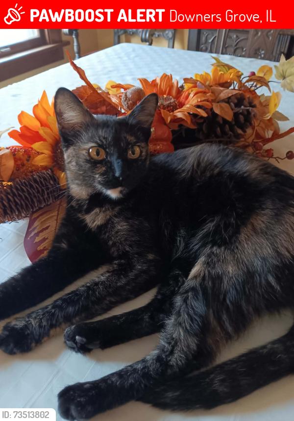 Lost Female Cat last seen Near Gilbert Avenue, Downers Grove; two hses from Gilbert Park, Downers Grove, IL 60515