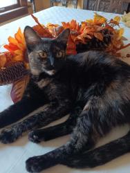 Lost Female Cat last seen Near Gilbert Avenue, Downers Grove; two hses from Gilbert Park, Downers Grove, IL 60515
