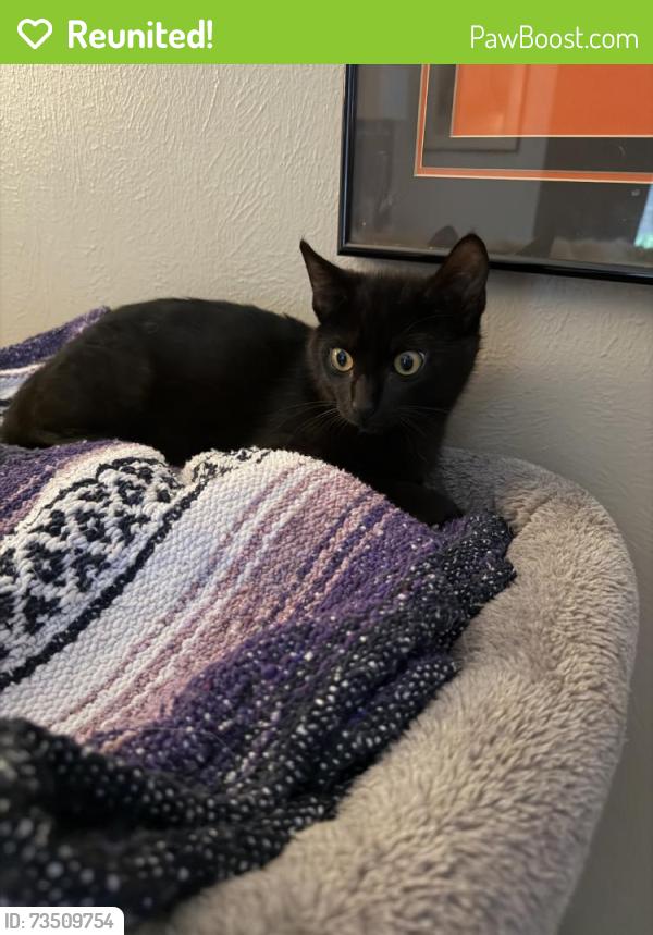 Reunited Male Cat last seen Dunlin Meadow Ct, The Woodlands, TX 77381, USA, The Woodlands, TX 77381