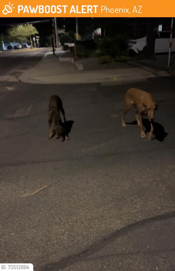 Found/Stray Unknown Dog last seen N 1st and e mountain view road, Phoenix, AZ 85020