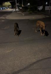 Found/Stray Unknown Dog last seen N 1st and e mountain view road, Phoenix, AZ 85020